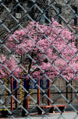 Prunus Tree Blossoms at P.S. 41 Playground