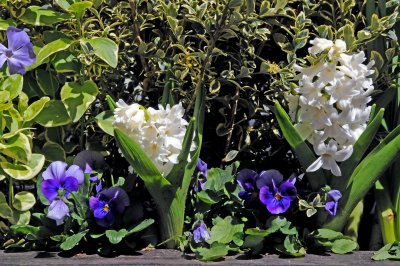 Hyacinths & Pansies