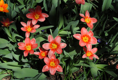 Tulips 2009