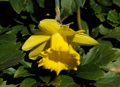 Daffodil Blosson - Presbyterian Churchyard