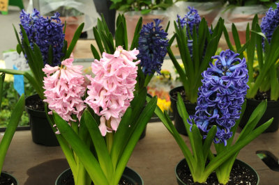 Hyacinths - Flower Market