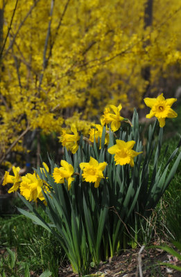 Daffodils & Forsythia