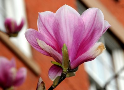 Tulip Magnolia Blossom