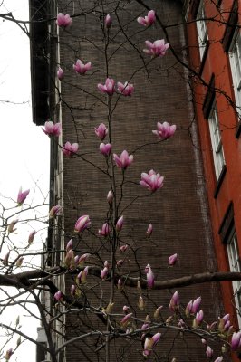 Tulip Magnolia Tree in Blossoms