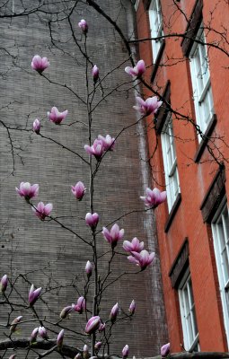 Tulip Magnolia Tree in Blossoms