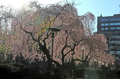 Spring - WSV Sasaki Garden