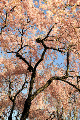 Weeping Cherry Tree Blossoms