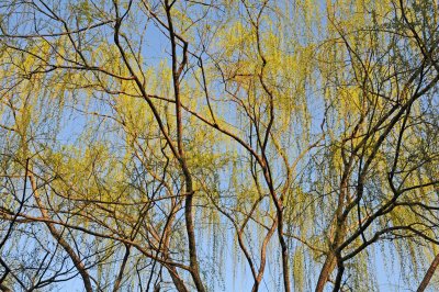 Weeping Willow Tree - New Foliage