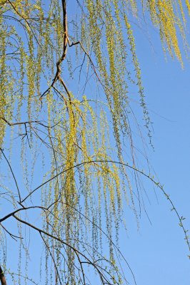 Weeping Willow Tree - New Foliage