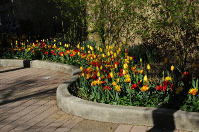 NYU Athletic Center Gardens