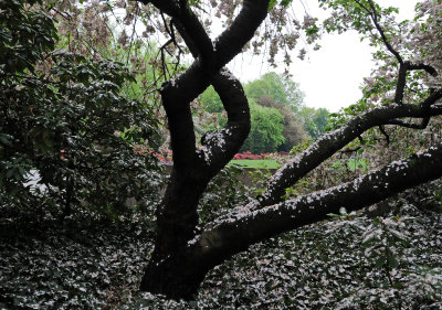 May 6, 2009 - Brooklyn Botanic Garden