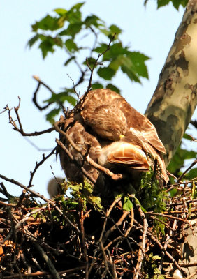 Red Tailed Hawks Nest
