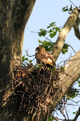 Red Tailed Hawks' Nest