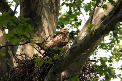 Red Tailed Hawks' Nest