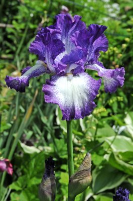 90th Street Community Garden