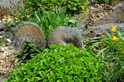 90th Street Community Garden