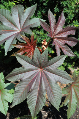 Ricinus communis - castor bean