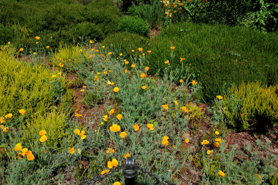 California Poppies