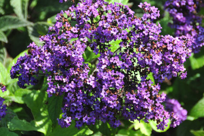 Heliotrope