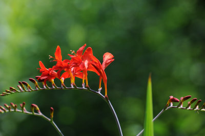 Crocosmia