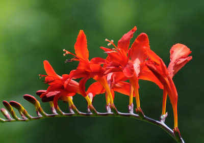 Crocosmia