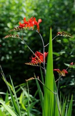 Crocosmia