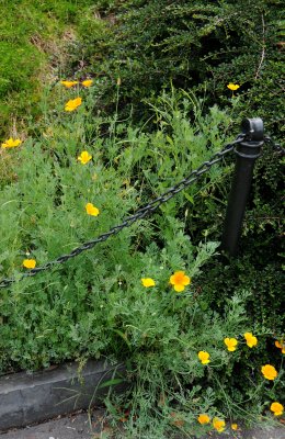 California Poppies