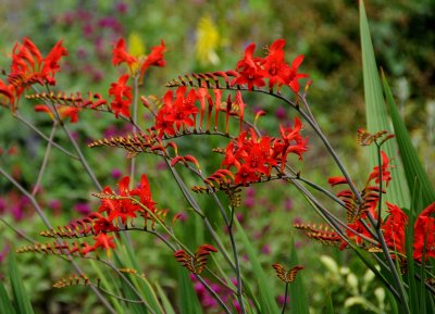 Crocosmia