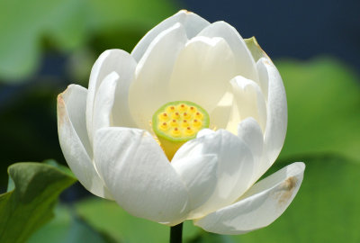 Lotus