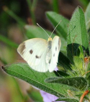 Battery Park Gardens - Cabbage Butterfly