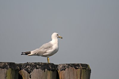 Battery Park - Gull at Pier 2