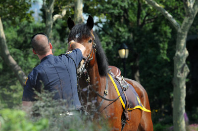 Battery Park - NYPD Policeman with Horse