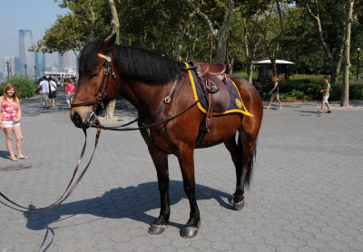 Battery Park - NYPD Horse