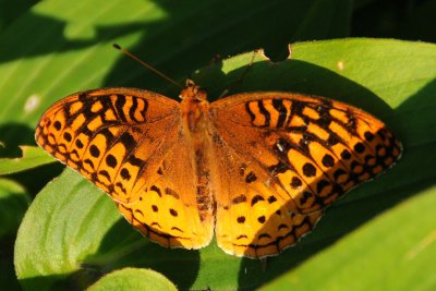 Great Spangled Fritillary - Speyeria cybele