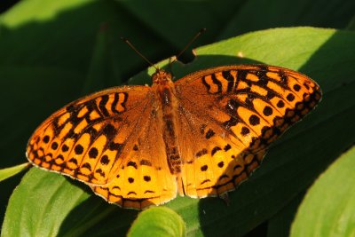 Great Spangled Fritillary - Speyeria cybele