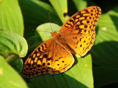 Great Spangled Fritillary - Speyeria cybele