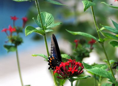 Pipevine Swallowtail Butterfly - Battus philenor