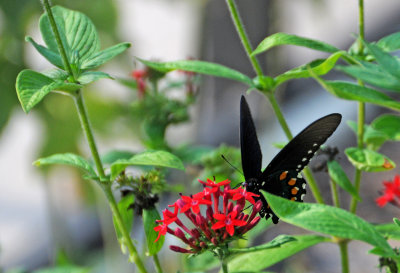 Pipevine Swallowtail Butterfly - Battus philenor