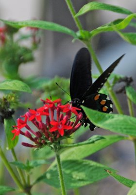 Pipevine Swallowtail Butterfly - Battus philenor