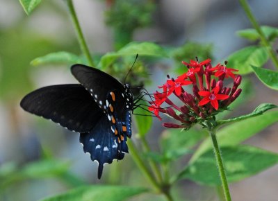Pipevine Swallowtail Butterfly - Battus philenor
