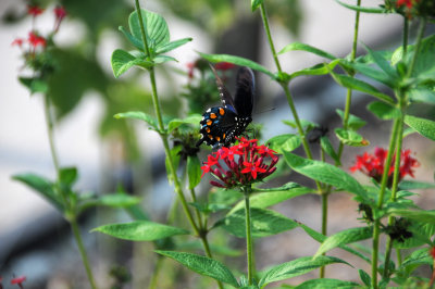 Pipevine Swallowtail Butterfly - Battus philenor