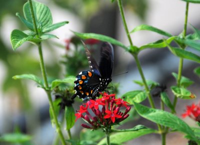 Pipevine Swallowtail Butterfly - Battus philenor