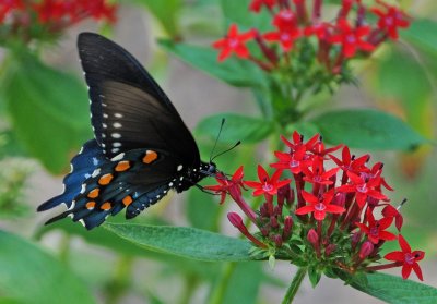 Pipevine Swallowtail Butterfly - Battus philenor