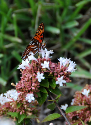 Gulf Fritillary Butterfly - Agraulis vanillae