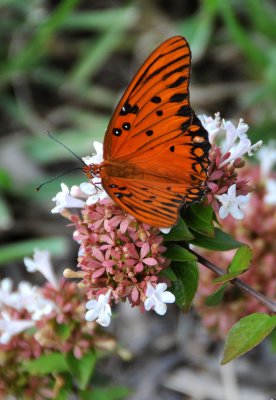 Gulf Fritillary Butterfly - Agraulis vanillae