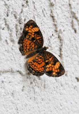 Crescent Butterfies - Phyciodes
