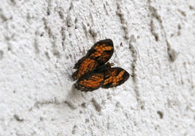 Possibly a Pearl Crescent - Phyciodes tharos