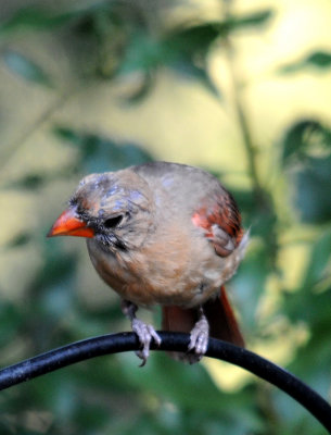 Cardinal