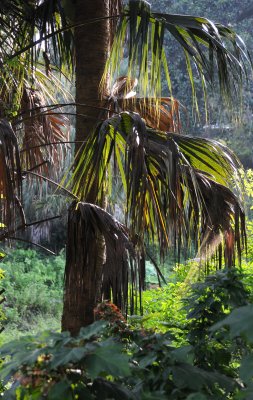 Palm Tree at the Headwaters