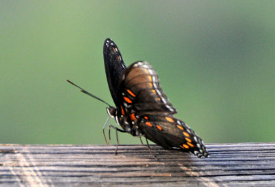 Red Spotted Purple Butterfly - Limenitis arthemis astyanax